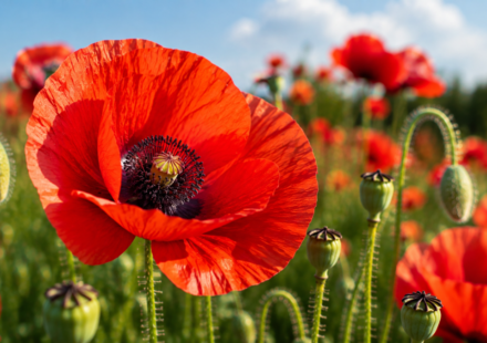 Poppy Flower