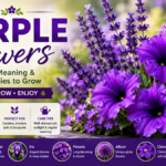 Purple Flowers